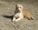 Podenco Portugués