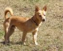 Podenco Portugués
