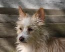 Podenco Portugués
