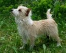 Podenco Portugués