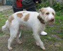 Podenco Portugués
