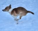 Podenco Portugués