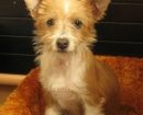 Podenco Portugués