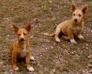Podenco Portugués
