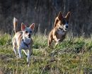 Podenco Portugués