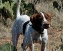 Pointer Inglés