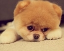 Pomerania
