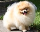 Pomerania