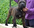 Presa-Canario-4