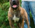 Presa-Canario-5