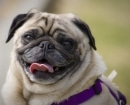 Pug