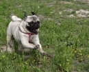 Pug