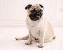 Pug