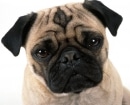 Pug