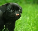 Pug