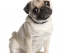 Pug