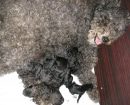 Pumi