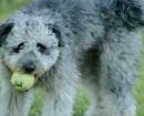 Pumi