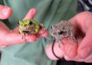Hyla-versicolor-1
