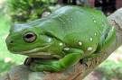 Litoria-caerulea-1