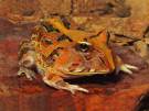 Ceratophrys-aurita