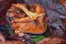 Ceratophrys-cornuta