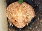 Ceratophrys-cranwelli