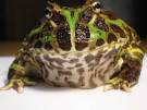 Ceratophrys-ornata