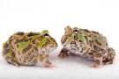 Ceratophrys-stolzmanni