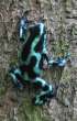 Dendrobates-auratus