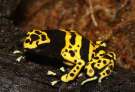 Dendrobates-leucomelas