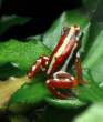 Epipedobates-anthonyi