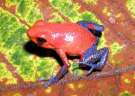 Oophaga-pumilio