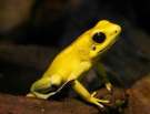 Phyllobates-terribilis