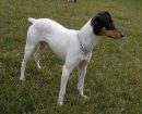 Ratonero Bodeguero Andaluz