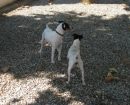 Ratonero Bodeguero Andaluz