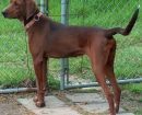 Redbone Coonhound
