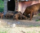 Redbone Coonhound