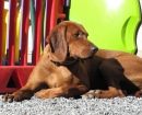 Redbone Coonhound