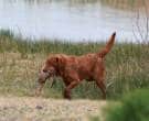 Retriever-de-Chesapeake-6