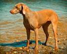 Retriever-de-Chesapeake-7