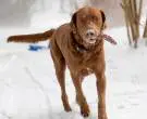 Retriever-de-Chesapeake-8