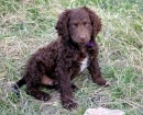 Retriever de Pelo Rizado