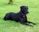 Retriever de Pelo Rizado