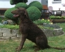 Retriever de Pelo Rizado