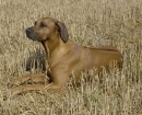 Rhodesian Ridgeback