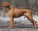 Rhodesian Ridgeback