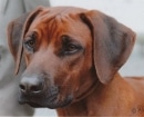 Rhodesian Ridgeback