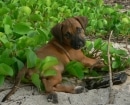 Rhodesian Ridgeback