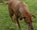 Rhodesian Ridgeback